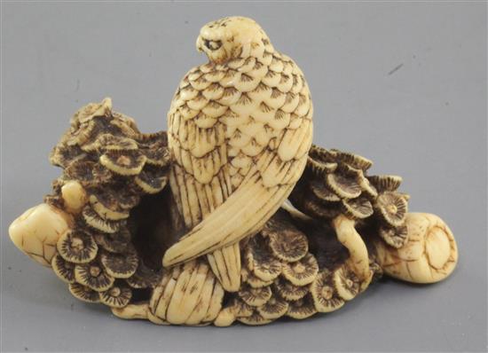 A Japanese ivory netsuke of a hawk seated on a pine branch, 19th century, 5.7cm